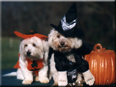 Coton Gabrielle with Bichon Taffy