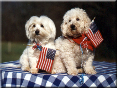 Coton and Bichon friend in July