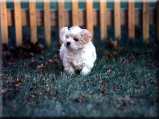 Coton puppy Sasha surveys his world