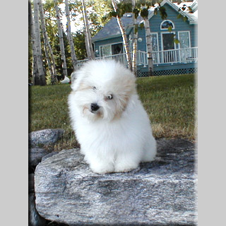 Photo of Coton Picasso in Lac Nominingue