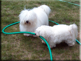 The Coton de Tulear can be very helpful