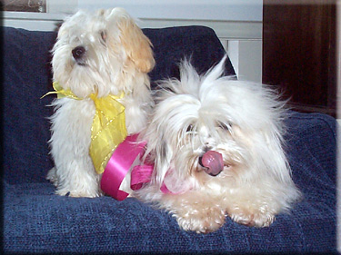 Photo of Gabbie and Sasha wearing Easter bows