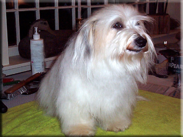 Photo of Gabbie on grooming table