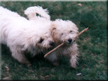 Photo of Gabbie and Sasha playing with a stick