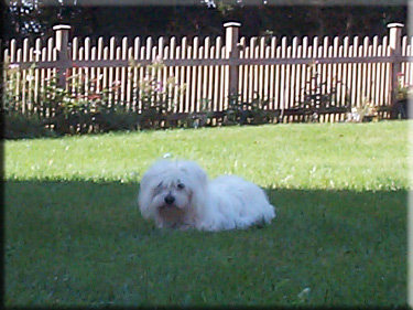 Photo of Lily in the Garden