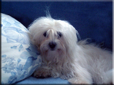 Photo of Lily on sofa