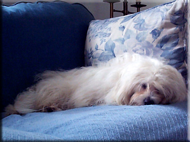 Photo of Lily on snoozing on sofa