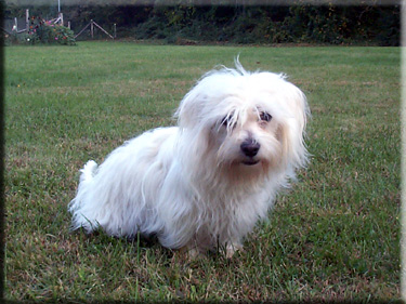 Photo of Lily in the yard