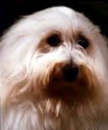 Coton photo