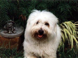 Photo of Coton 'Gabrielle III of Luippold'