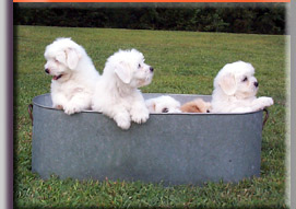 photo of puppies