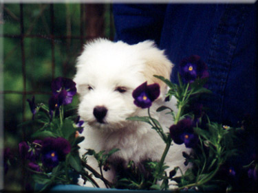 Truffles at 9weeks