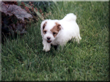 CH Lily Hill's Aurora Borealis at 6weeks