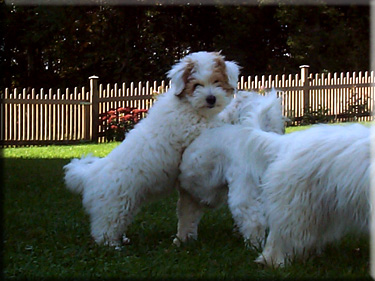 Photo of Rory playing in the garden