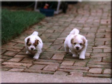 Photo of Rory and Jazzman on the walk