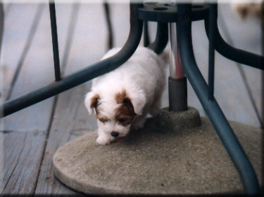 Photo of Rory under table on deck