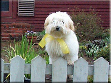 Photo of Sasha at fence