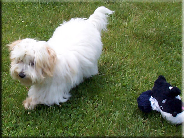 Photo of Sasha with toy skunk