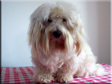 Photo of Sasha on grooming table