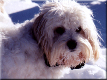 Photo of Sasha in the snow