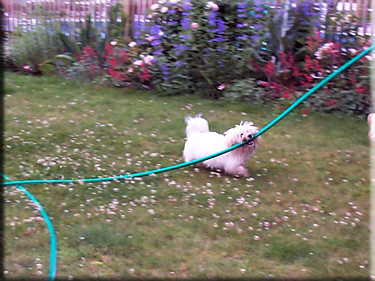 Photo of Sasha helping in the garden