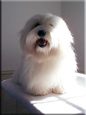 photo of Truffles on grooming table