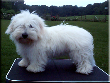 photo of Truffles on Grooming Table 5months