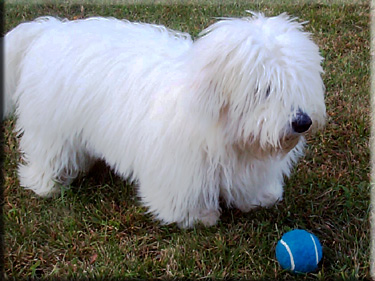 Photo of Truffles with ball