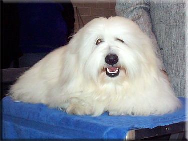 Photo of Truffles resting at show